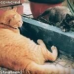 Alexandrine Parisian