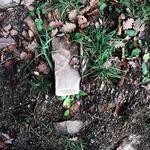 Florence Schamberger